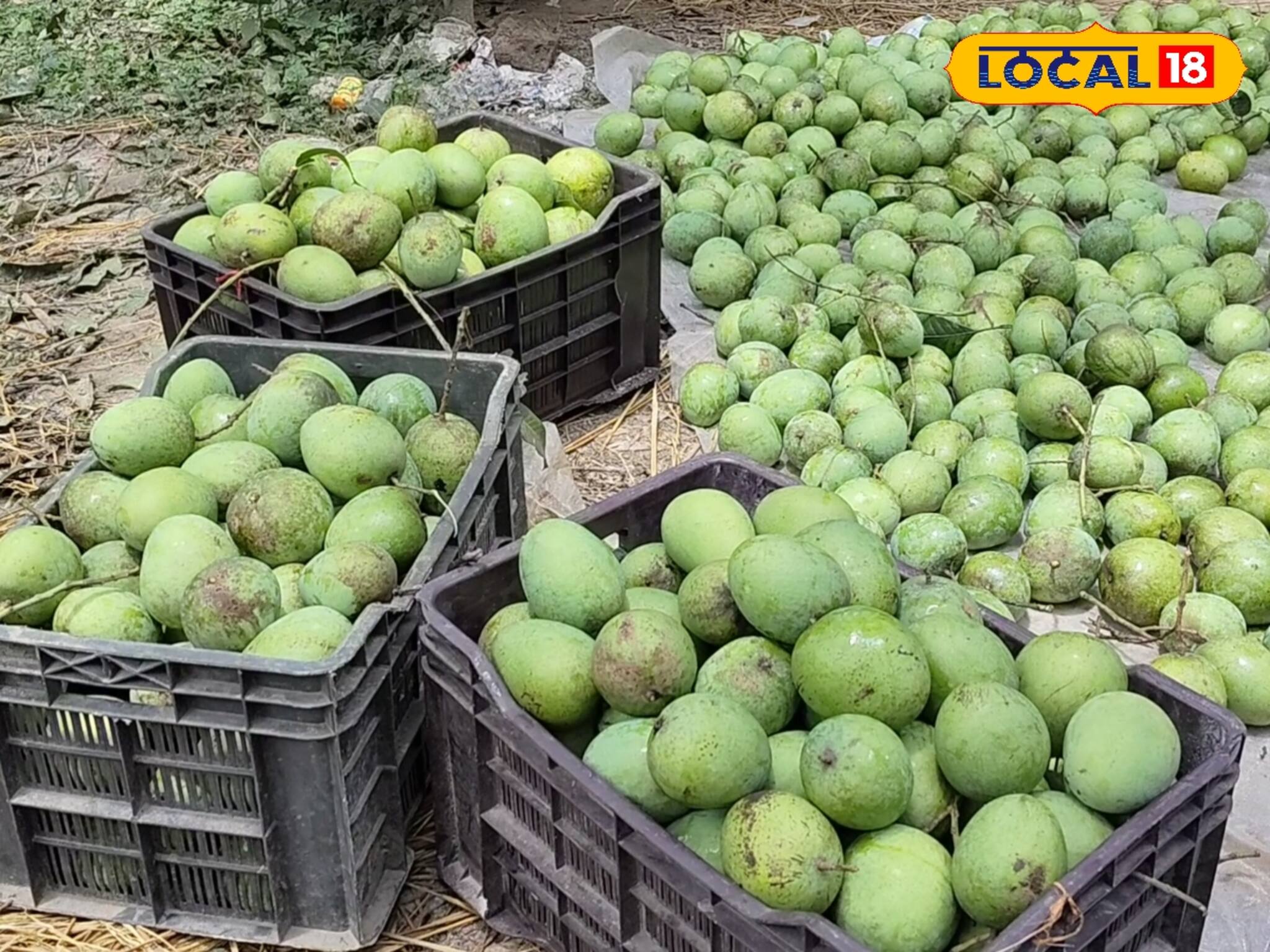 জামাইষষ্ঠীর আগে বাজারে ‘আমের রাজা’ গাছপাকা হিমসাগর! দাম কত জানেন?
