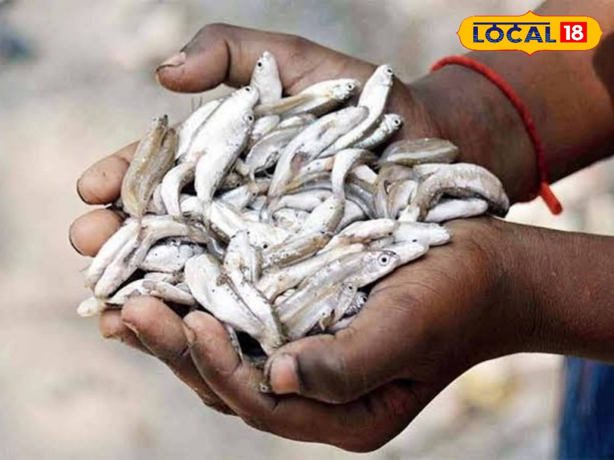 পাহাড় থেকে বয়ে নিয়ে আসা জলে ভরপুর বোরোলি! এই মাছের স্বাস্থ্যগুণ জানেন?