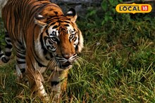যাচ্ছেন নাকি সুন্দরবনে, বাড়ল বাঘের সংখ্যা, দেখতে পেলেও পেতে পারেন রয়্যাল বেঙ্গলের সঙ্গে