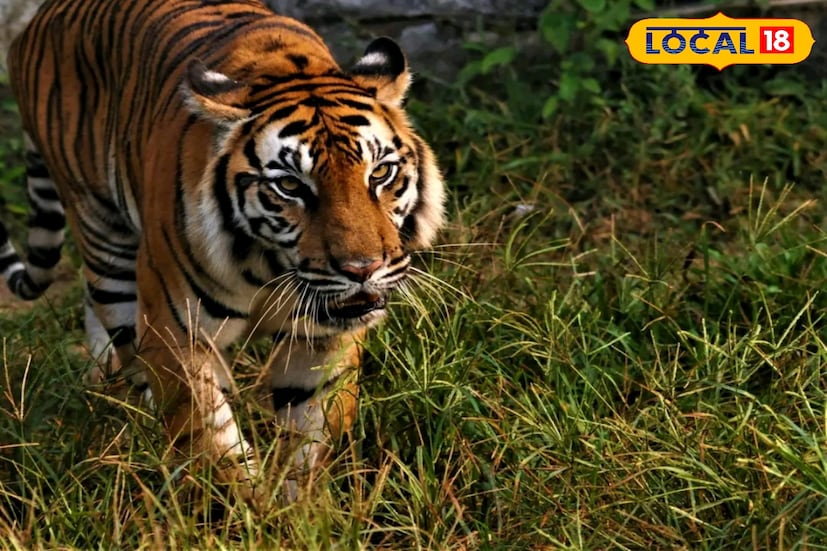 সুন্দরবন জুড়ে ছড়াল খুশির খবর। বাঘের সংখ্যা বেড়েছে আবারও। অন্তত ৬-৭ টি বাঘ বেড়েছে এবছর।