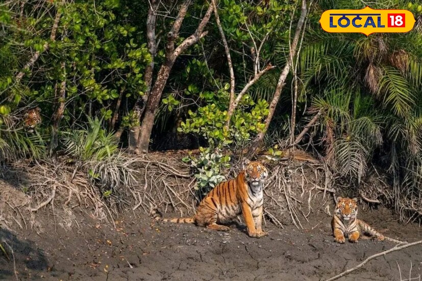 সর্বশেষ বাঘ সুমারিতে বাঘ ছিল ১০১ টি। তবে সম্প্রতি শেষ হওয়া বাঘসুমারিতে ব্যবহার করা ক্যামেরার ছবি বিশ্লেষণ করে এই কথা জানা গিয়েছে।