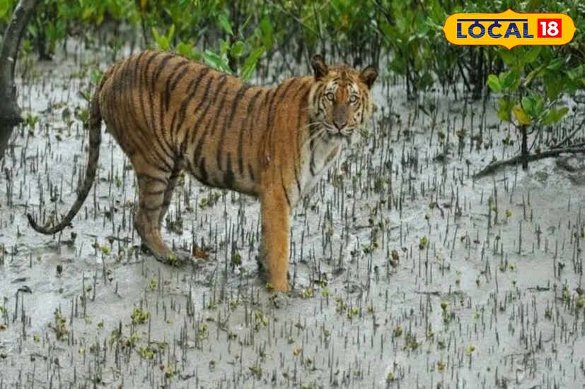 ফলে বাঘের এই সংখ্যা বৃদ্ধিতে খুশি সকলেই। শাবকগুলি বড় হলে আগামী এক থেকে দুই বছরে আরও বাঘ বাড়বে।