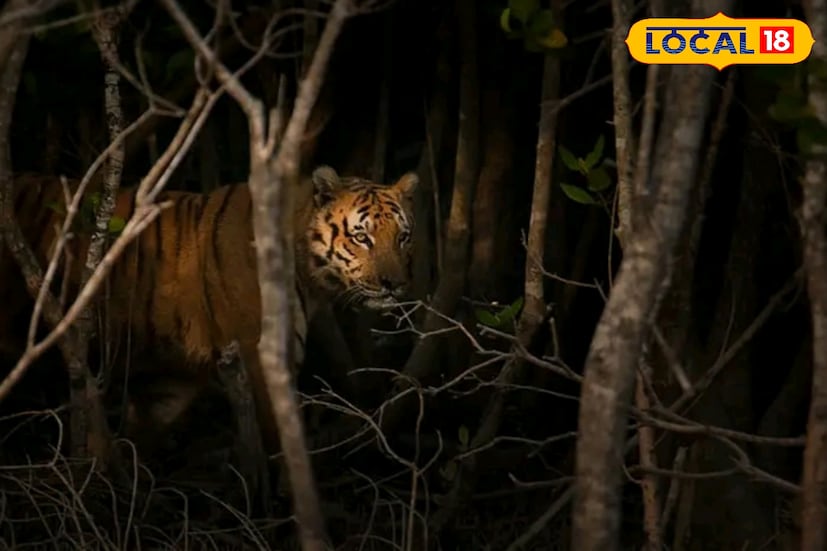 গণনার সময় এক বছরের কম শাবকদের গণনায় ধরা হয়না। এরকম শাবকের সংখ্যাও কম নয়। এক থেকে ৩ বছর বয়সী বাঘ রয়েছে ২০ শতাংশ।