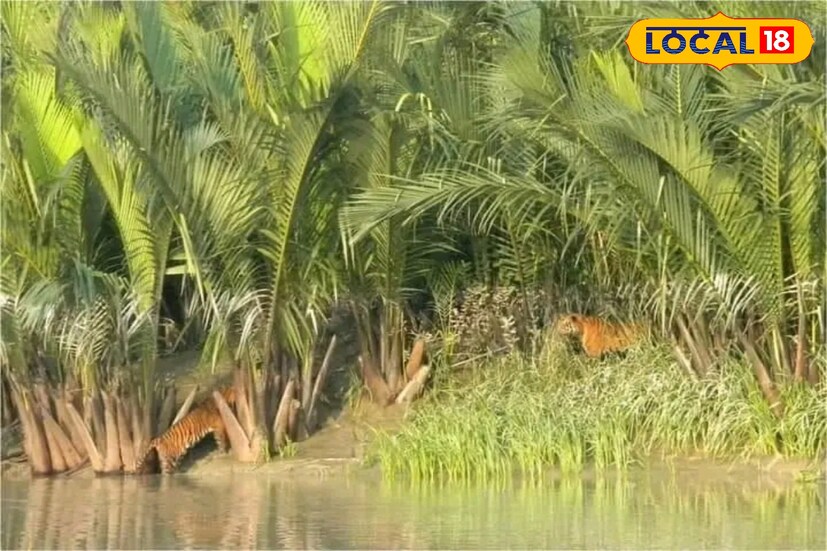 সুন্দরবনে বাঘ সংরক্ষণ নিয়ে কাজ করা ওয়াইল্ড লাইফ প্রোটেকশন সোসাইটির প্রধান ফিল্ড অফিসার অনিল মিস্ত্রির আবার ধারণা অন্তত ২০ টি বাঘ বেড়েছে। যা অন্তত শুভ খবর।