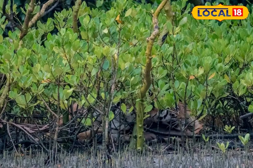 তবে বনদফতর সূত্রে খবর অন্তত ৬-৭টি বাঘ বেড়েছে। ভারতীয় সুন্দরবন অংশকে বাঘেরা নিজেদের জন্য নিরাপদ মনে করছে। ফলে এই বাঘ বাড়ছে।