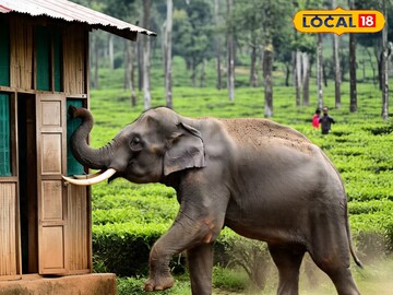 প্রাথমিক বিদ্যালয় বুনো হাতির আক্রমণ প্রাথমিক বিদ্যালয় বুনো হাতির আক্রমণ