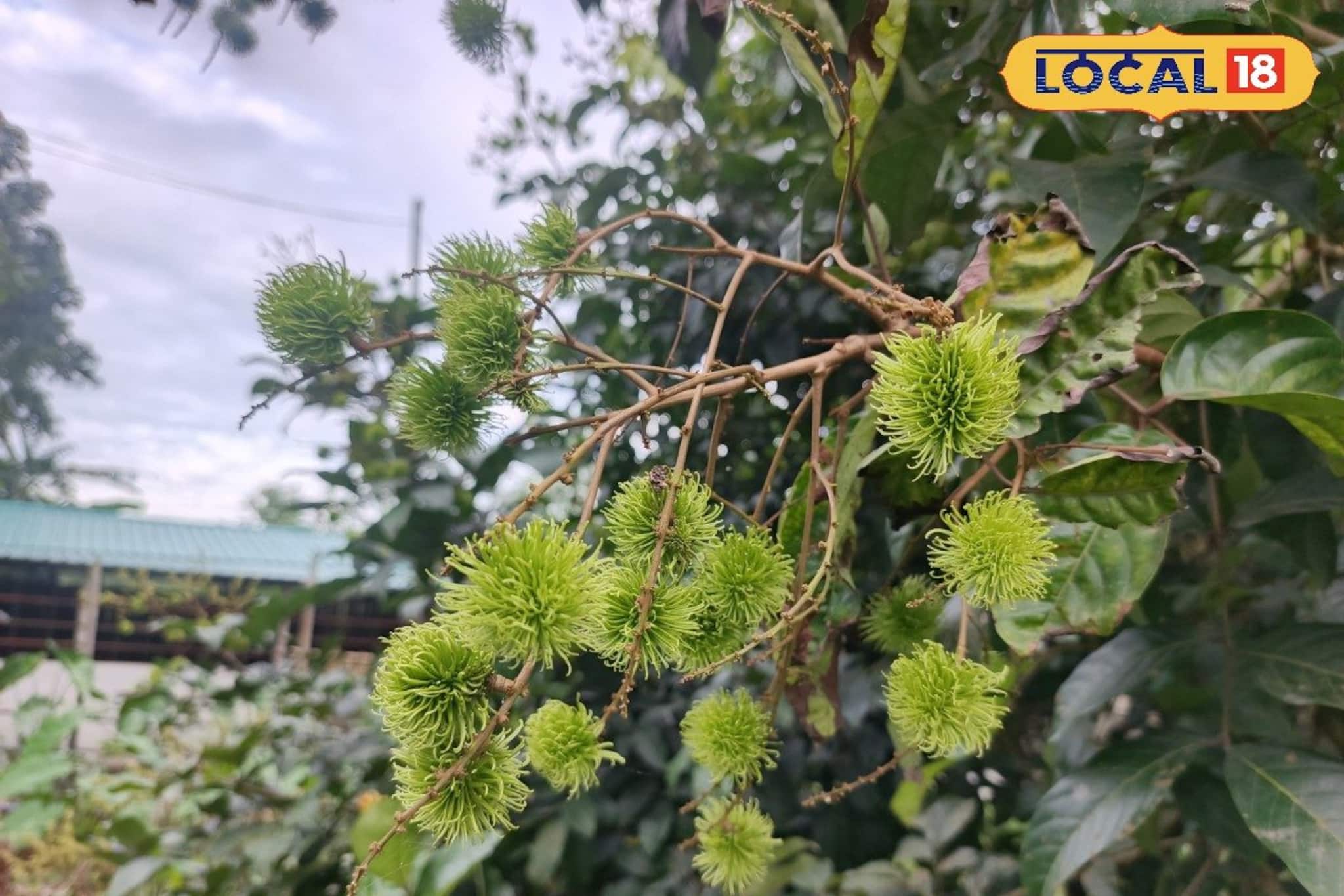 Rambutan Fruit: দেখতে যেন পুরো লিচু! তবে উপকারিতা অনেক! জেলার এই ফল নজর টানছে সকলের