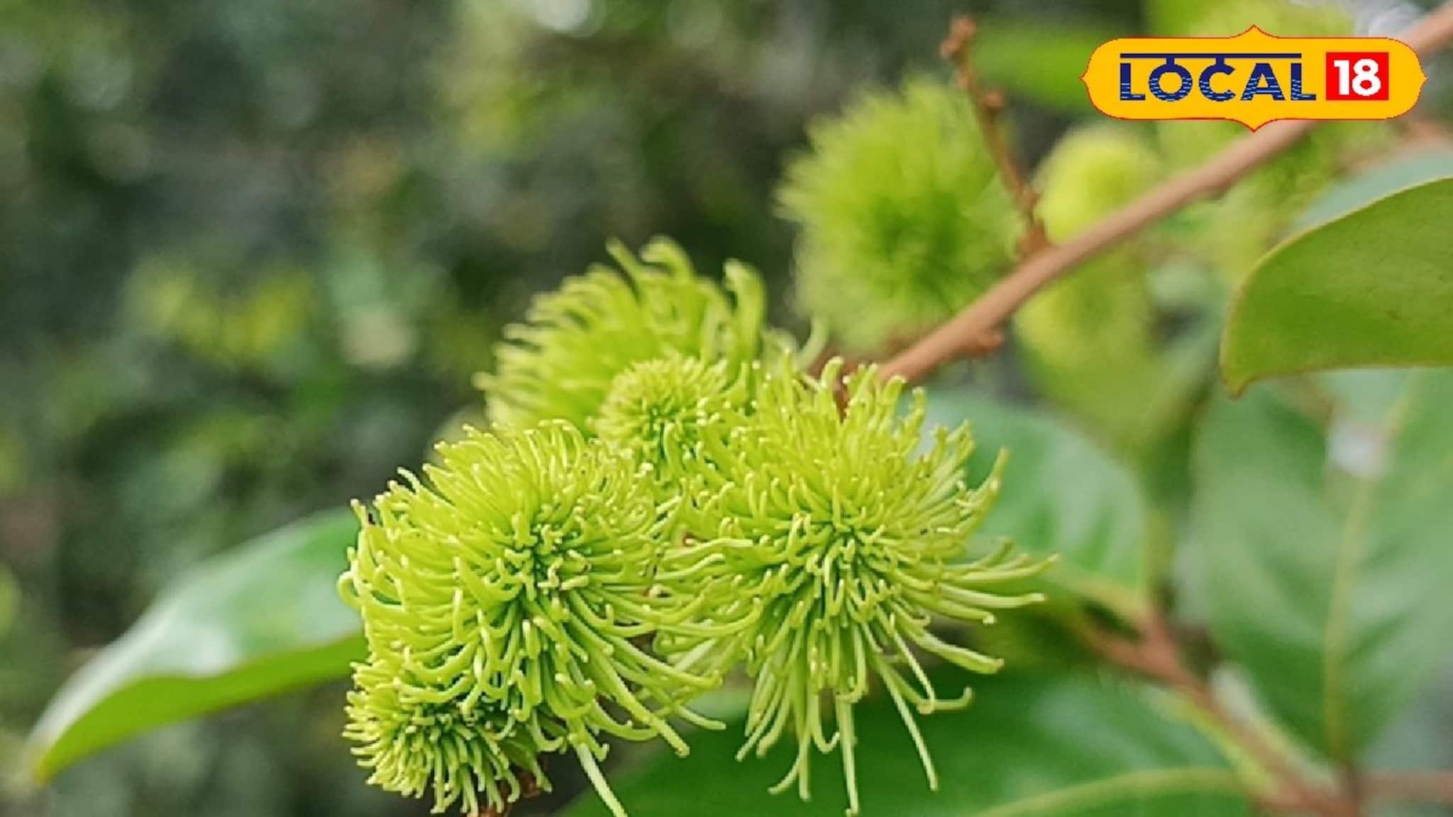 Money Making Tips: লিচুর মতো দেখতে কিন্তু লিচু নয়! আজব এই ফল চাষ করে মাসে লাখ লাখ টাকা আয়