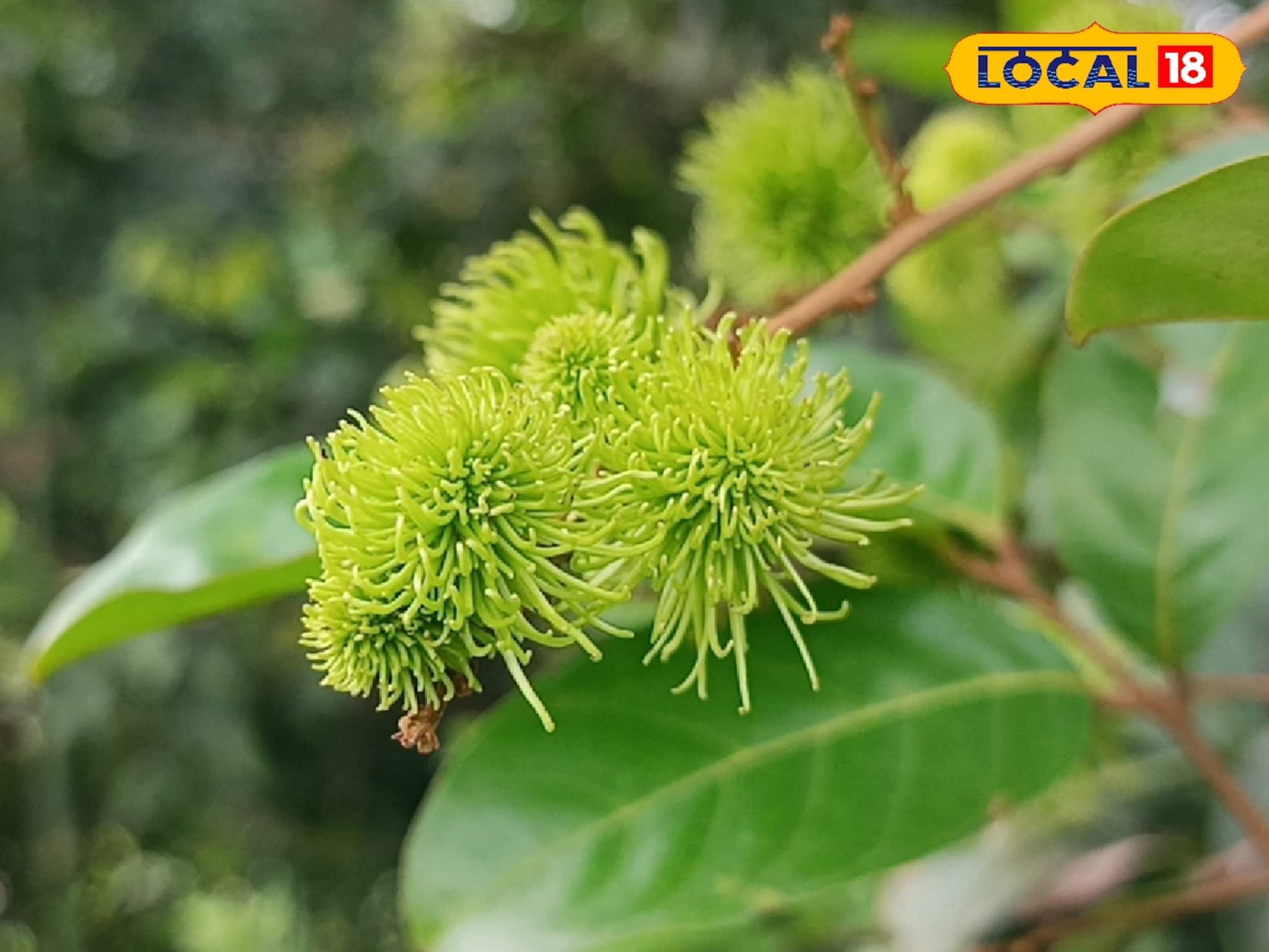 লিচুর মতো দেখতে কিন্তু লিচু নয়! আজব এই ফল চাষ করে মাসে লাখ লাখ টাকা আয়