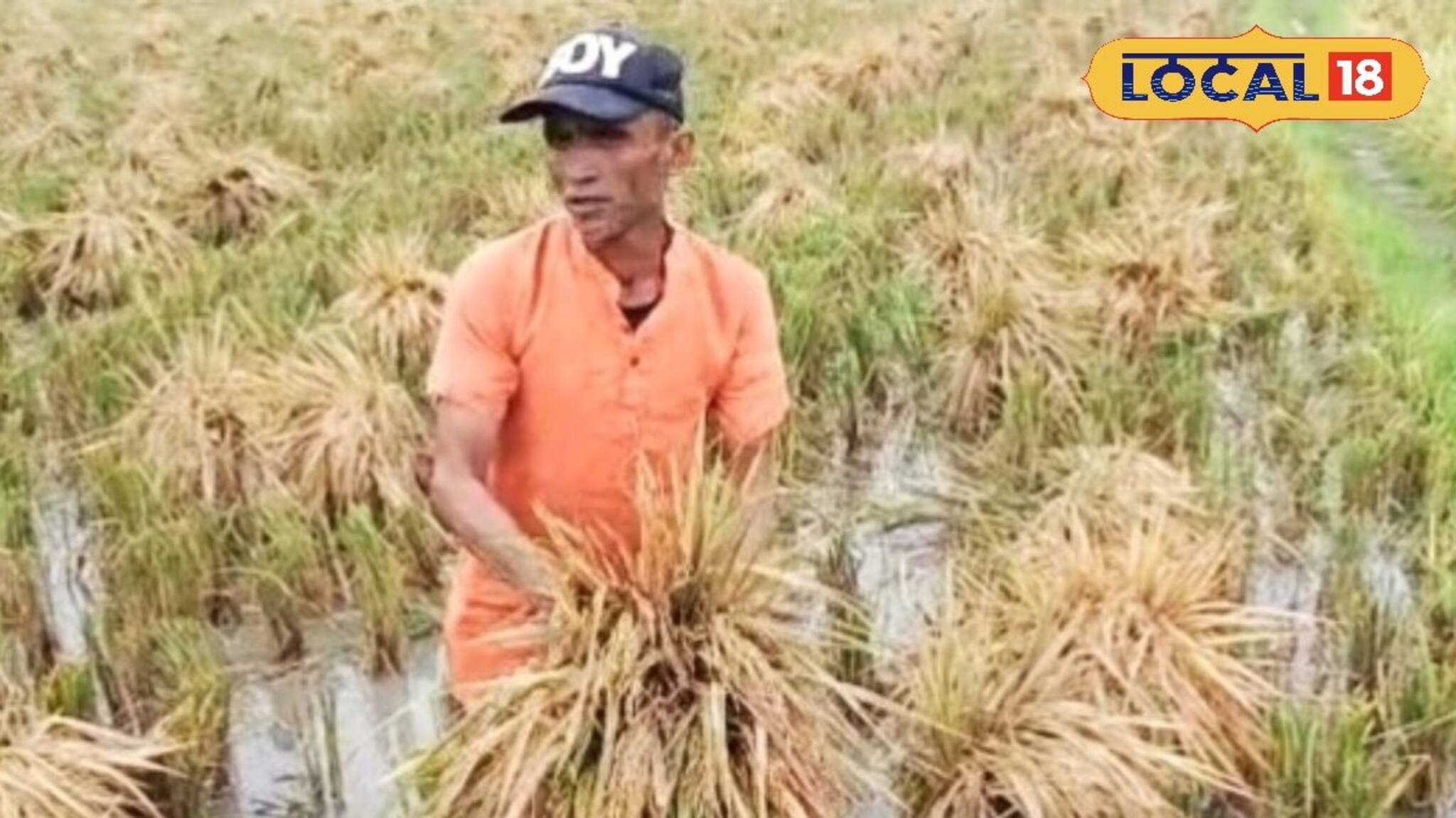 ব্যাপক ফলনের পরও মালদহে ক্ষতির মুখে ধান চাষিরা