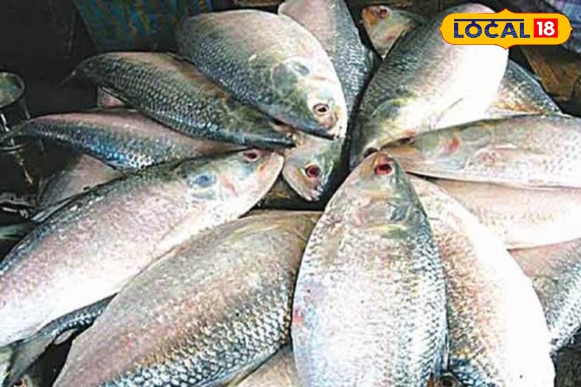 ক্যানিং পাইকারি মাছের বাজারে কেজি প্রতি ছশো টাকা কেজি দরে বিকোয় এই ইলিশ। তবে প্রশ্ন উঠেছে মাছ ধরার ক্ষেত্রে এখন নিষেধাজ্ঞা রয়েছে, তবুও কিভাবে সেই নিষেধাজ্ঞা এড়িয়ে মৎস্যজীবীরা মাছ ধরছেন তা নিয়ে।
