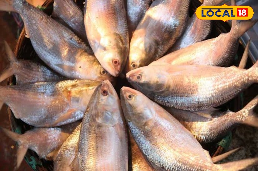বঙ্গোপসাগরে ইলিশের ঝাঁক। যথেষ্ট ভাল পরিমাণে ইলিশ আসছে এবার। কোনওটার ওজন ৬০০, কোনওটা আবার ৭০০। খুব কম হলে ৫০০। জেলে মাঝিরাও বেশ খুশি। মৎস্য সংগঠনের সদস্যরা ইতিমধ্যেই ভোজন রসিক বাঙালির জন্য সুখবর