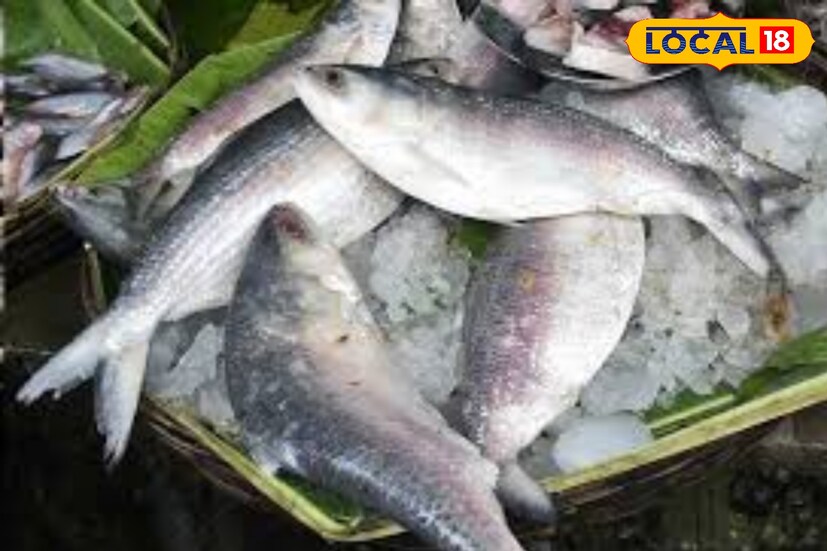 যদি এভাবে শুরুতেই যেভাবে ইলিশ আসতে শুরু করেছে, তাতে এ মরসুমে হয়ত ভাল পরিমাণই রূপোলি শস্য ভরবে মৎস্যজীবীদের জালে। আর মাছের জোগান বেশি মানেই, দামও নামবে অনেকটাই। ফলে মধ্যবিত্তেরও পাতে পড়বে সুস্বাদু ইলিশ।