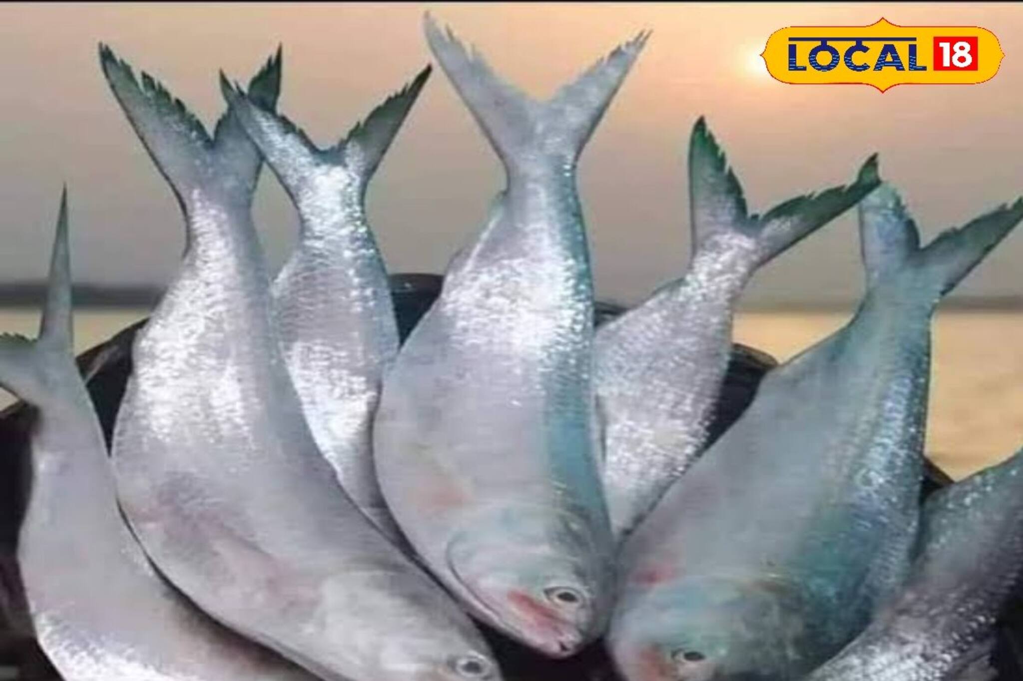 জামাই ষষ্ঠীতে জামাইয়ের পাতে টাটকা ইলিশ না দিলে চলে, এই বাজারে বিকোচ্ছে টন টন ইলিশ