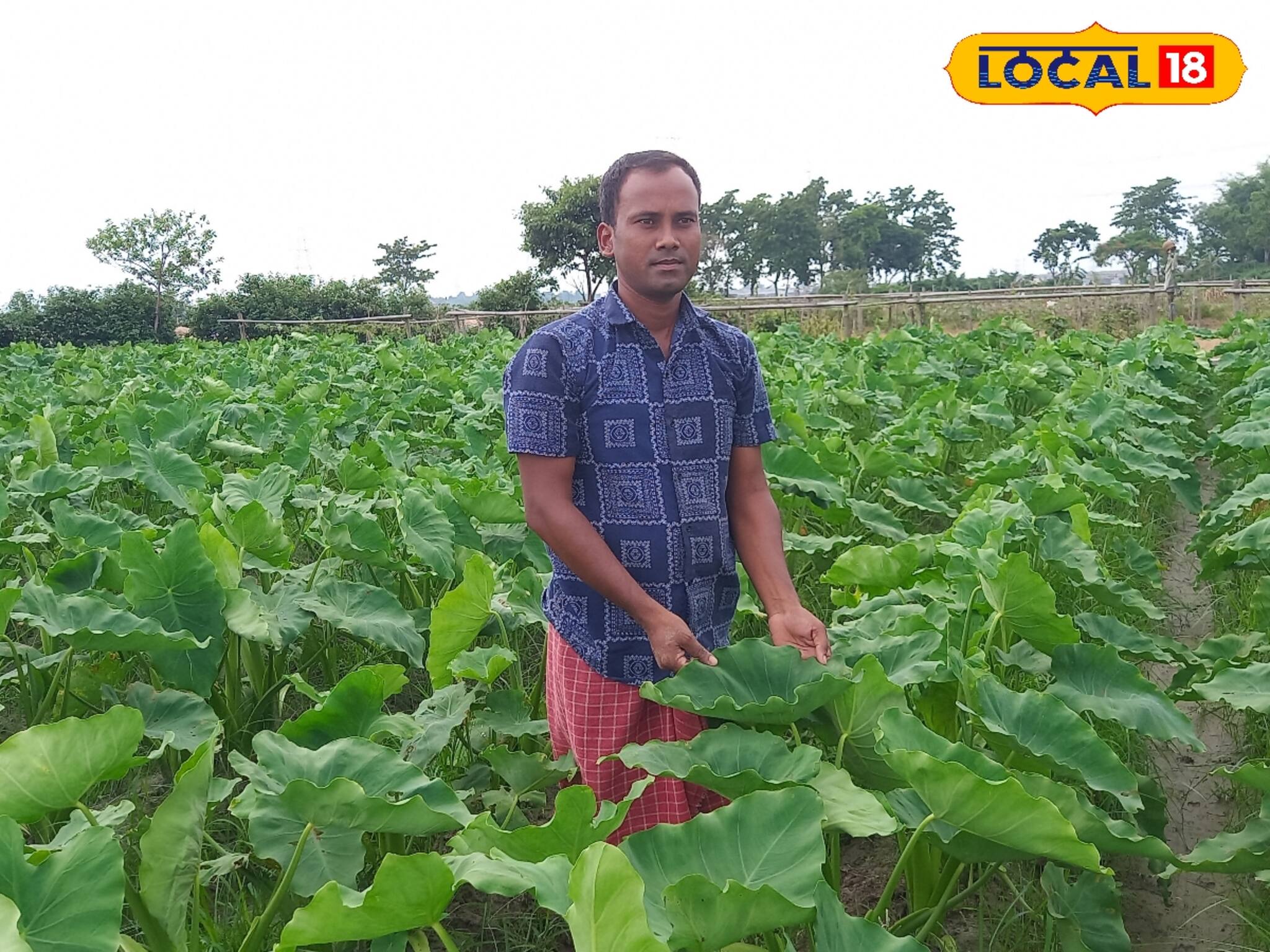 নামমাত্র খরচে অল্প দিনেই মোটা টাকা আয়! গতানুগতিক সবজি ছেড়ে 'এই' চাষ করে দ্বিগুন লাভ!