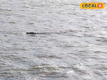 Nadia News: গঙ্গায় ভেসে বেড়ানো ওটা কী! এলাকাবাসীদের মধ্যে ভয়, আতঙ্ক