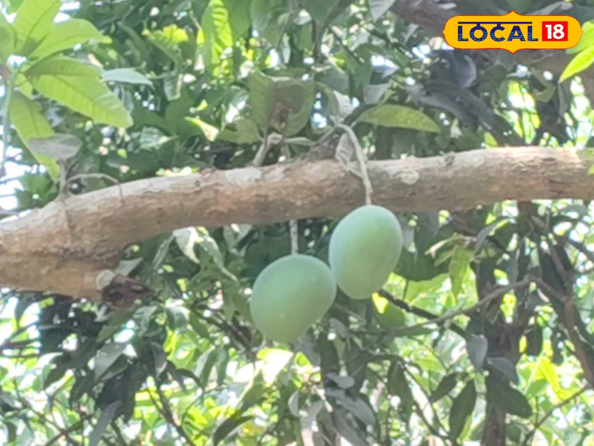 ল্যাংড়া থেকে সারেঙ্গা! কি না নেই, এক বাগানে ১০১ রকমের আম! জানেন কোথায় রয়েছে এমন আমবাগান