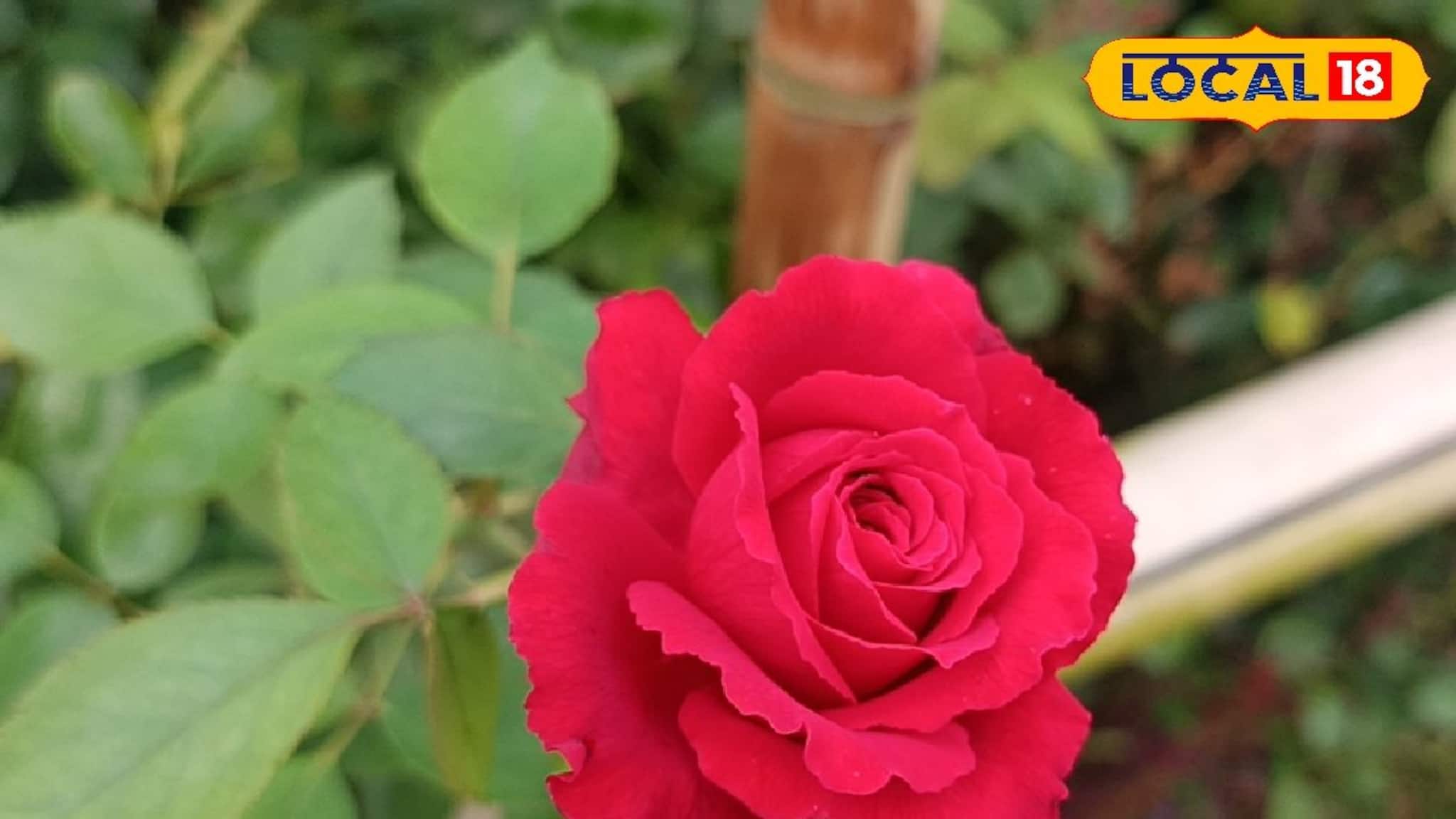 লাখ লাখ টাকা আয়...! বর্ষার মরশুমে এই ফুল চাষই বদলে দেবে জীবন!