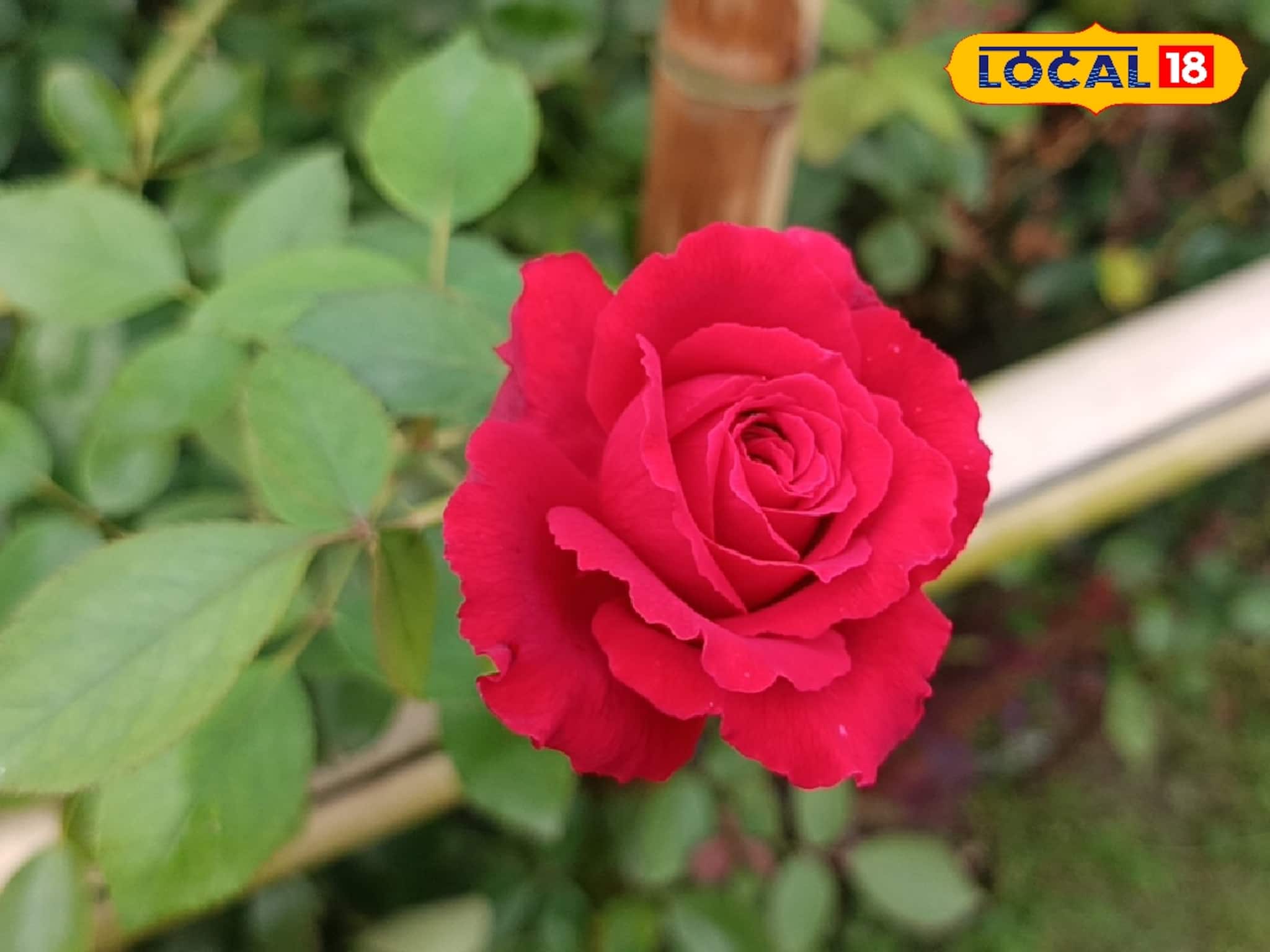 লাখ লাখ টাকা আয়...! বর্ষার মরশুমে এই ফুল চাষই বদলে দেবে জীবন!