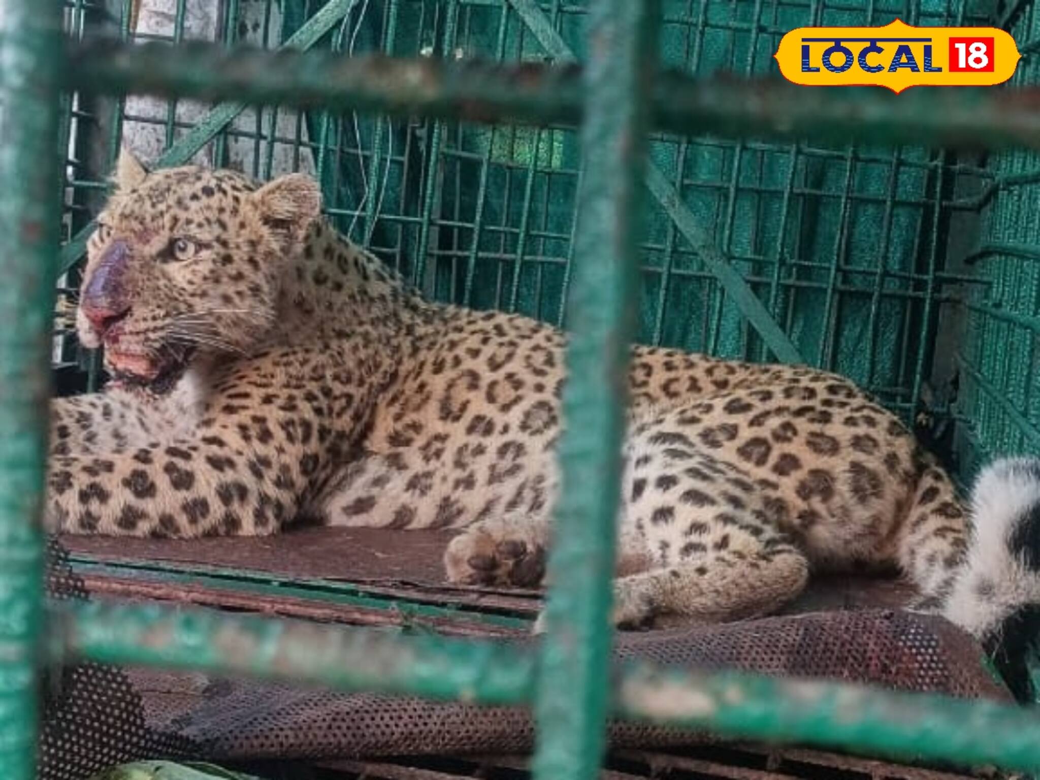 Alipurduar News: অবশেষে আতঙ্কের অবসান! ফালাকাটায় খাঁচাবন্দি লেপার্ড