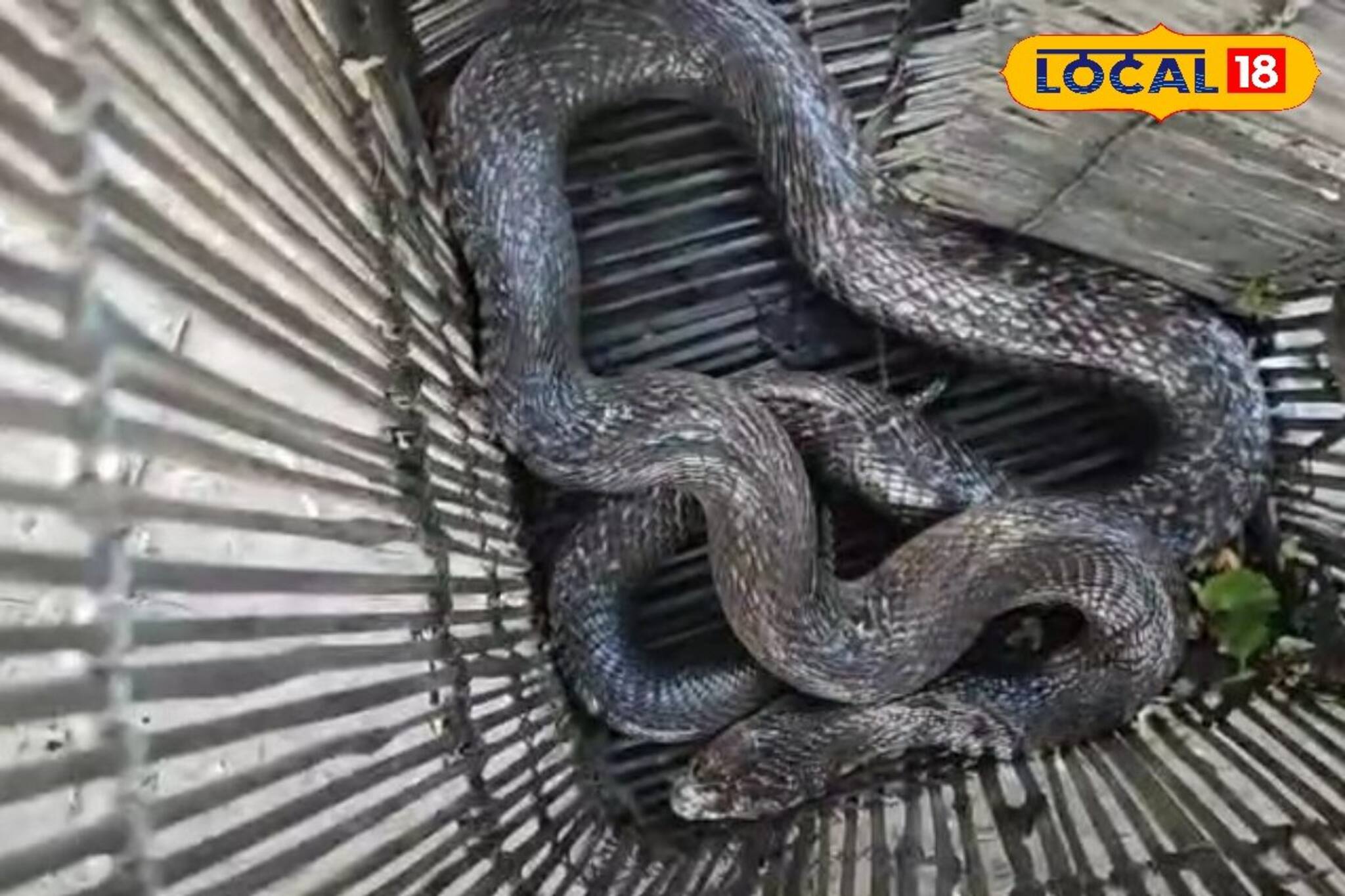 ধানজমি এলাকায় ঘুরে বেড়াচ্ছিল হেলেদুলে! সামনে যেতেই পিলে চমকে গেল... শিউরে উঠল সবাই