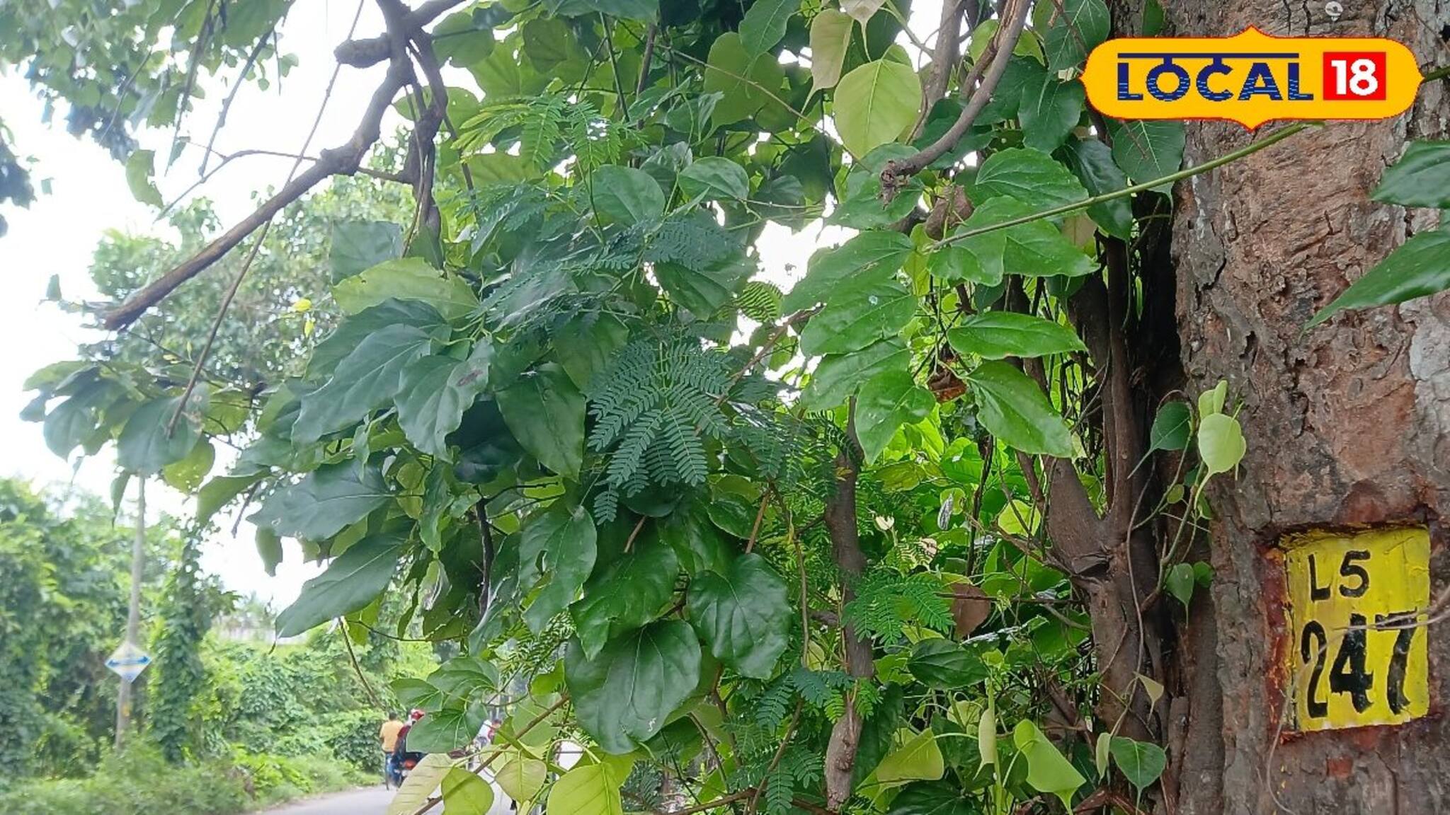 রাস্তা সম্প্রসারণে উদ্বিগ্ন পরিবেশকর্মীরা