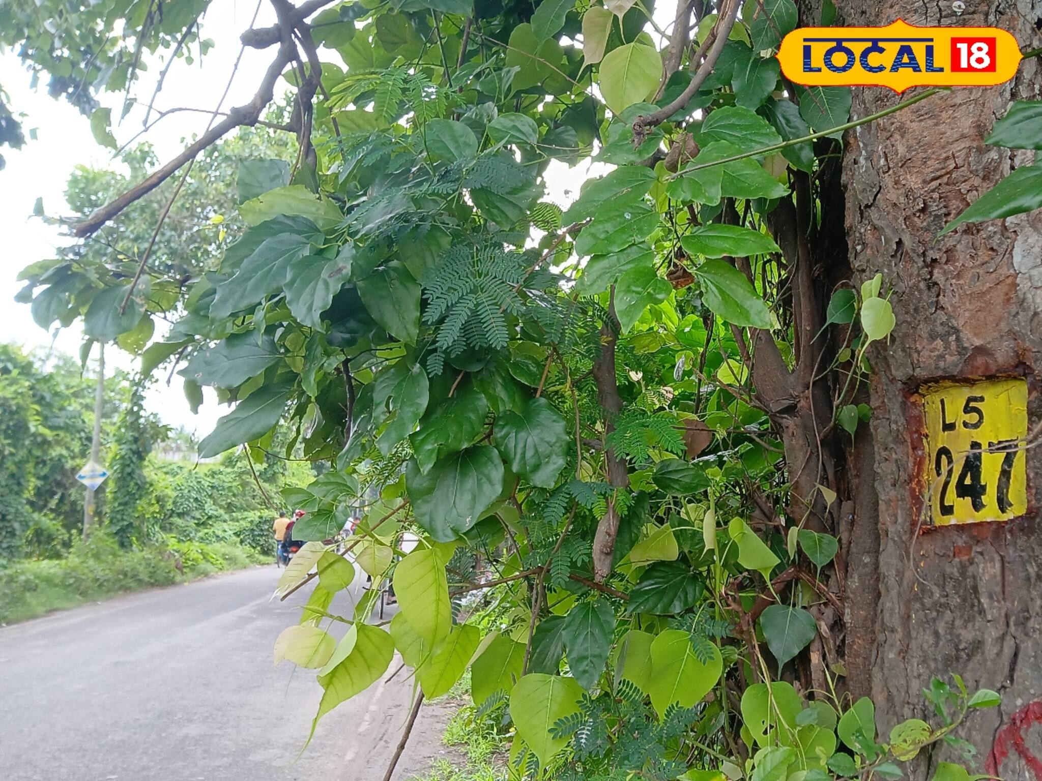 রাস্তা সম্প্রসারণে উদ্বিগ্ন পরিবেশকর্মীরা
