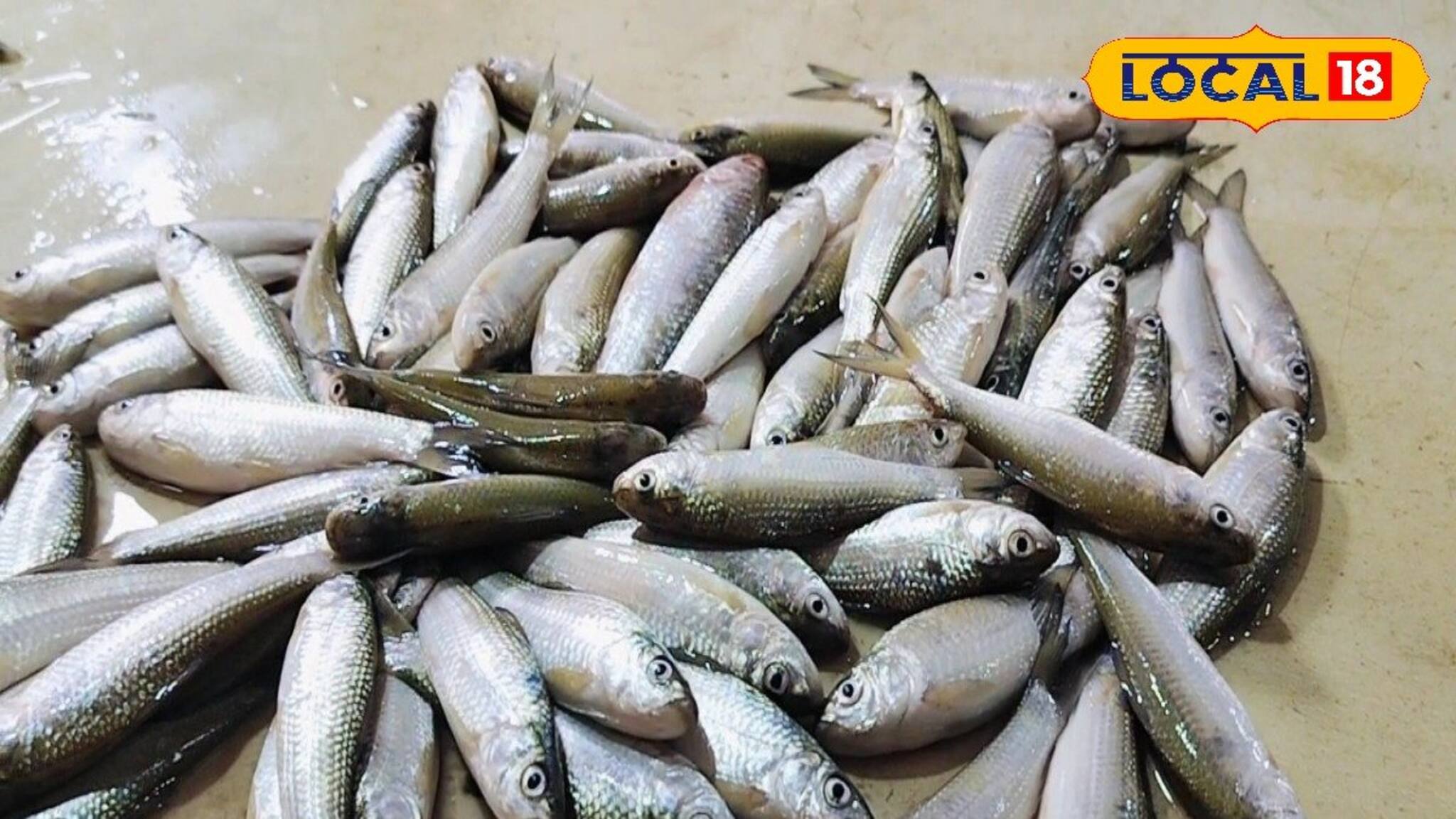 মাছ তো নয়, 'মহৌষধ'! প্রোটিন-ক্যালসিয়ামে ঠাঁসা আত্রেয়ী নদীর এই মাছেই সুস্থ হার্ট-কিডনি!