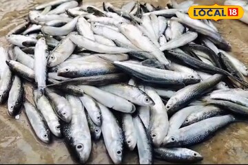 মাছ তো নয়, 'মহৌষধ'! প্রোটিন-ক্যালসিয়ামে ঠাঁসা আত্রেয়ী নদীর এই মাছেই সুস্থ হার্ট-কিডনি!