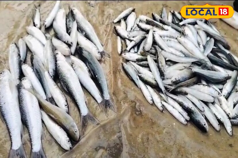 রাইখোর মাছে থাকা ওমেগা-৩ ফ্যাটি অ্যাসিড এবং অন্যান্য পুষ্টি উপাদান মস্তিষ্কের কার্যকারিতা বৃদ্ধি করে এবং স্মৃতিশক্তি উন্নত করতে সাহায্য করে। উচ্চ রক্তচাপ কমাতে সাহায্য করে। 