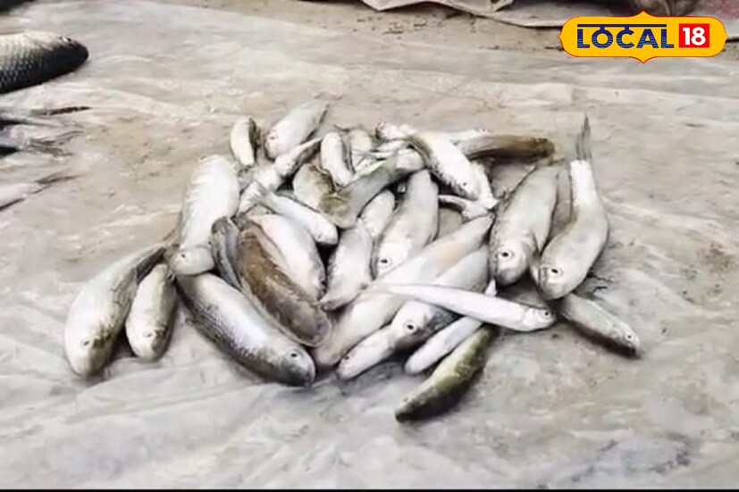 দেহে প্রোটিনের ঘাটতি মেটাতে চাইলে খেতে হবে রাইখোর মাছ। এইসব মাছে প্রোটিনের পরিমাণ বেশি থাকে। তাই সপ্তাহে দু থেকে তিন দিন এই মাছ খেলে ইমিউনিটি থেকে শুরু করে পেশির জোর বাড়বে। এমনকি একাধিক রোগব্যাধিও দূরে থাকবে।