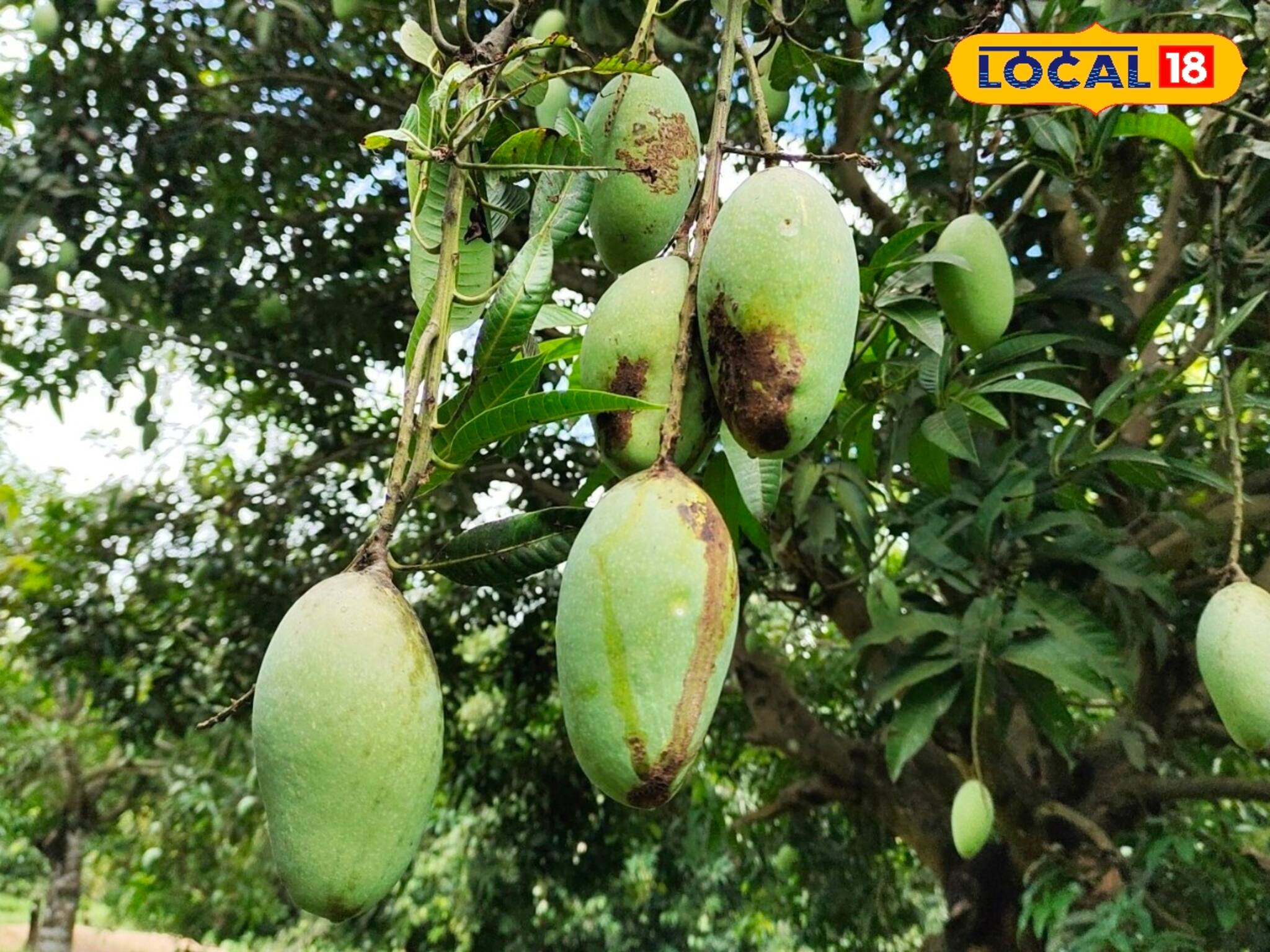 গাছ থেকে আম নামাতেই চাইছেন না কেউ! ভরা মরসুমে কেন এমনটা করছেন চাষিরা