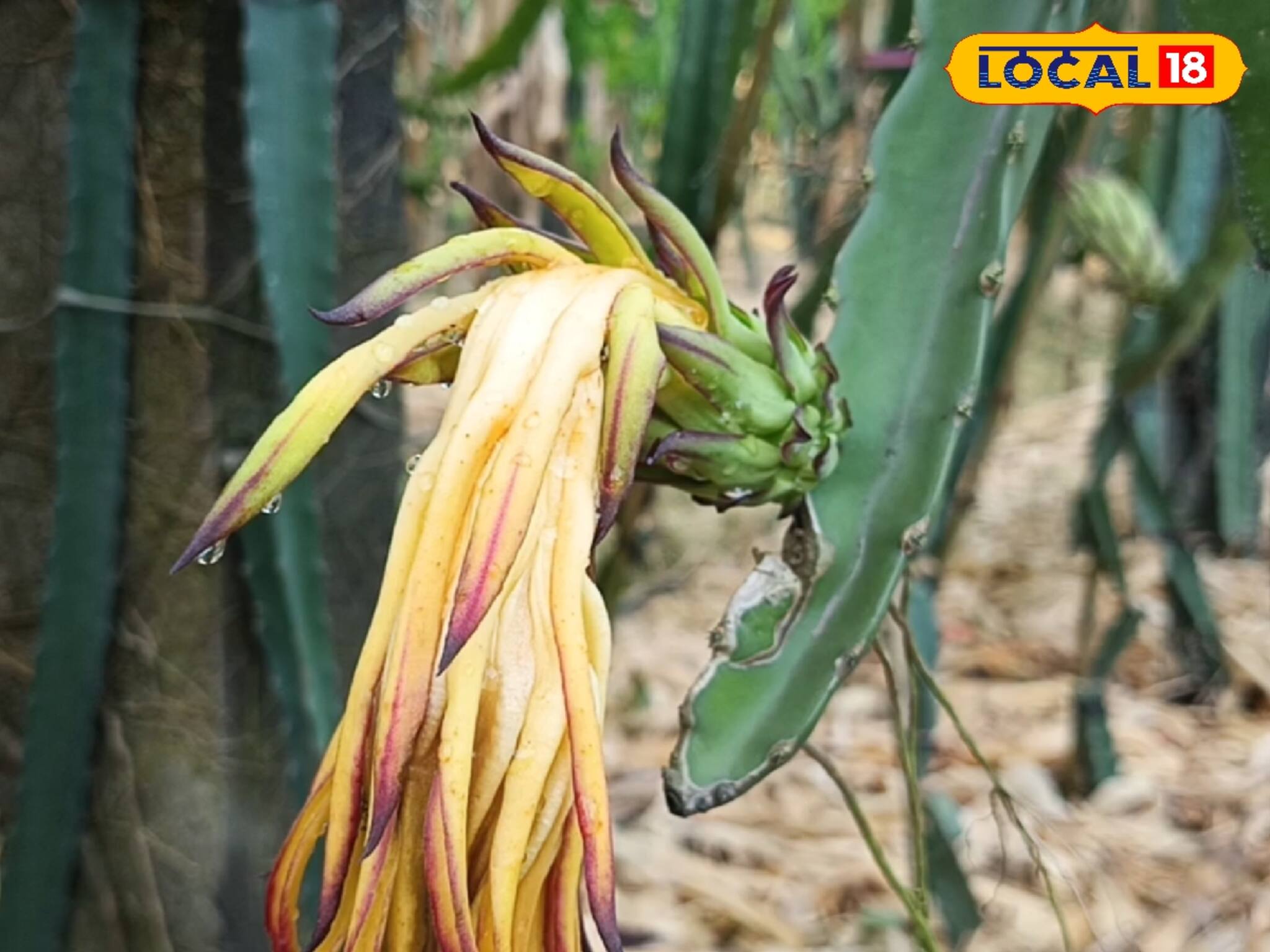 এককালীন খরচে বছরের পর বছর শুধুই মুনাফা, এই একটা চাষেই 'জ্যাকপট', লাখ লাখ টাকা লাভ