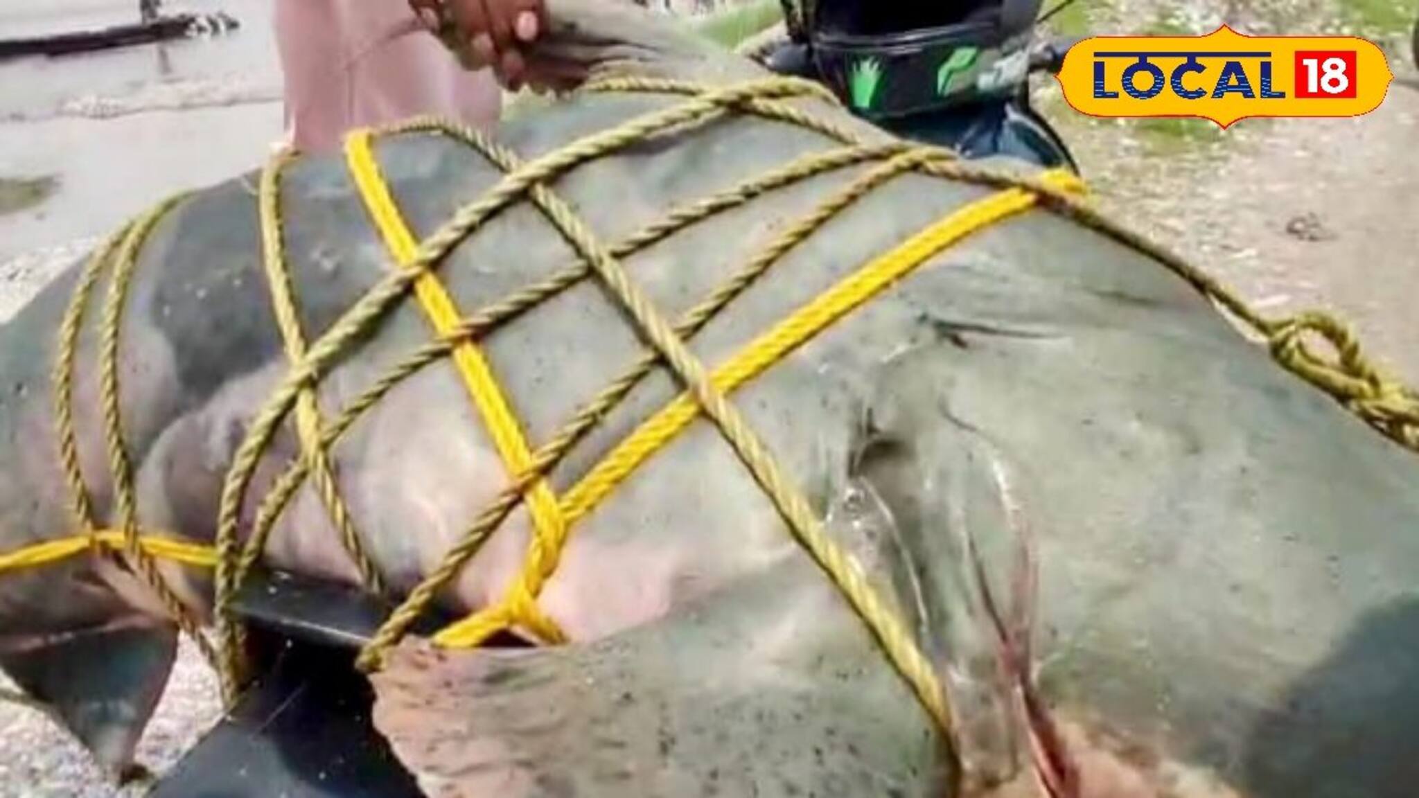 সংকোশের ঘোলা জলে জাল ফেলতেই এ কী উঠল...? ভয়ঙ্কর দৈত্যের মতো চেহারা, বিশাল হাঁ মুখ! তোলপাড়