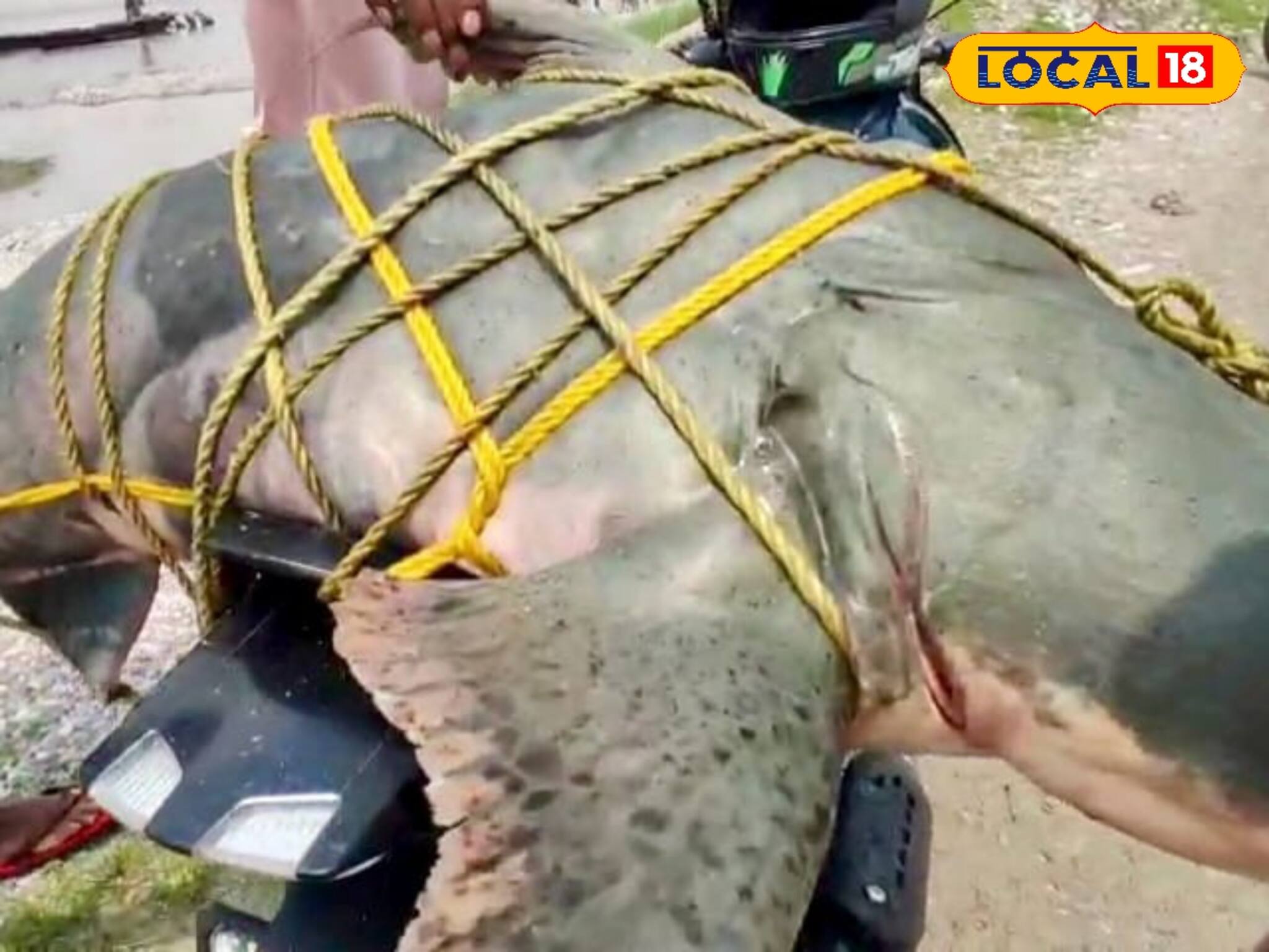 সংকোশের ঘোলা জলে জাল ফেলতেই এ কী উঠল...? ভয়ঙ্কর দৈত্যের মতো চেহারা, বিশাল হাঁ মুখ! তোলপাড়