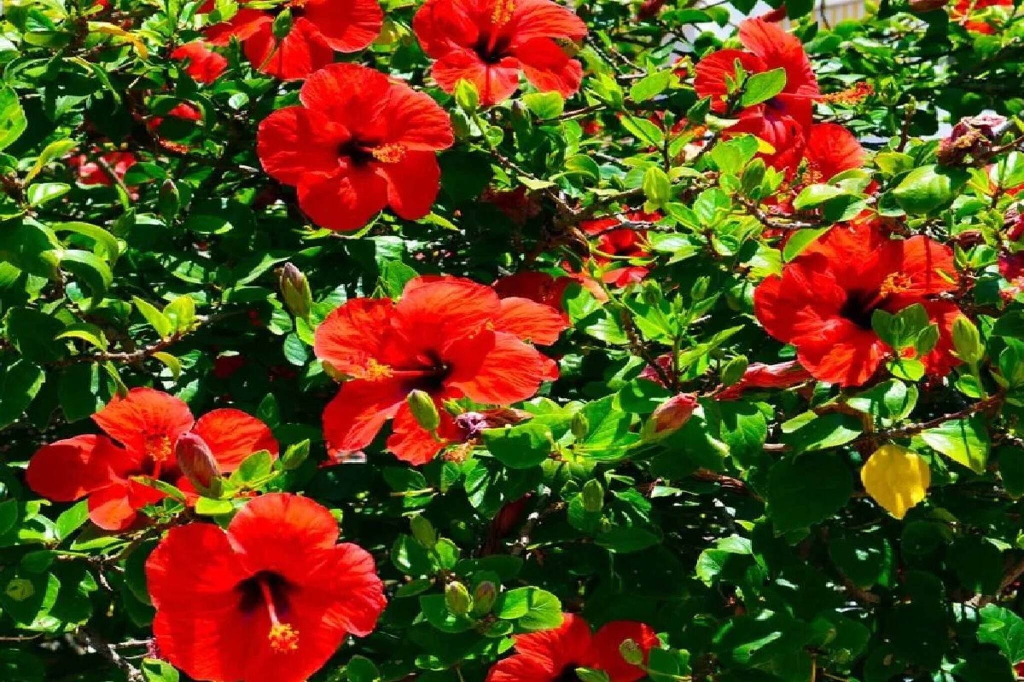 গরমে বাড়ির জবাগাছ শুকিয়ে যাচ্ছে...? শুধু 'এই' ছোট্ট কাজ করুন, ফুলে ফুলে ভরবে গাছ