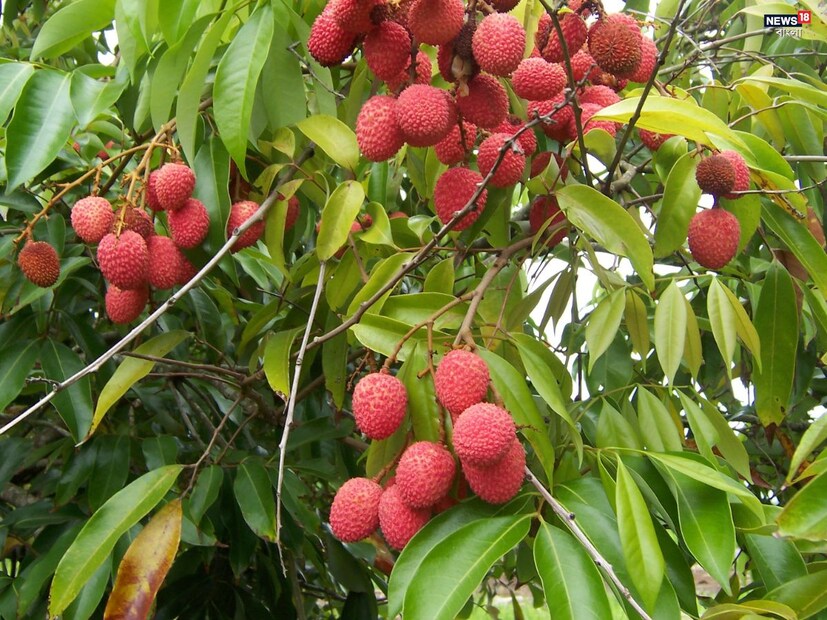 লিচু, একটি মিষ্টি ফল যা সুস্বাদু এবং পুষ্টিগুণে সমৃদ্ধ কিন্ত অনেক মানুষের জন&#x200d;্য ক্ষতিকারকও হতে পারে।