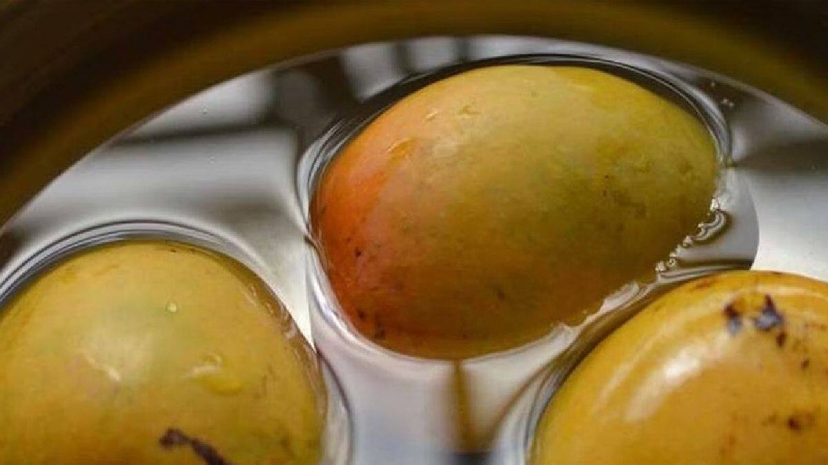 Soaking Process Health Tips: আম খাওয়ার আগে জলে ভিজিয়ে রাখা কেন জরুরি? শরীরের কত বড় ...