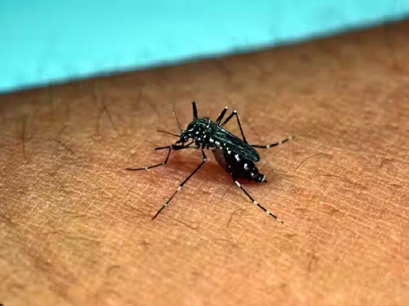 ডাক্তারের মতে, মশার কামড়ের ৪ থেকে ৮ দিন পর চিকনগুনিয়ার লক্ষণ দেখা দিতে পারে। প্রধান লক্ষণগুলি হল – তীব্র জ্বর, হাত-পা, হাঁটু ও কবজিতে ব্যথা, মাথাব্যথা, পেশিতে ব্যথা, চুলকানি ও র‍্যাশ, ক্লান্তি, চোখে জ্বালা এবং বমি ভাব। জয়েন্টের ব্যথা সপ্তাহ বা মাস ধরে স্থায়ী হতে পারে।