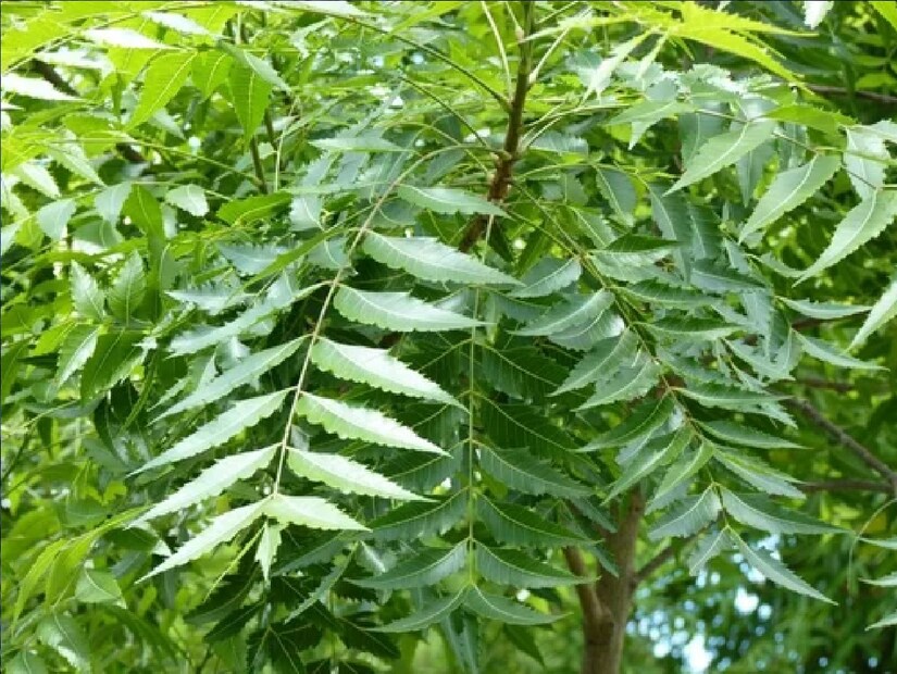 *নবগ্রহের মধ্যে বিশেষ করে শনি বা রাহু-কেতু দশা জীবনে সর্বাধিক দুর্ভাগ্য ডেকে আনে। তবে তা থেকে মুক্তির সহজ সমাধান হল বাড়ির বাইরে একটি নিম গাছ লাগানো। কেন না, হিন্দু ধর্মে নিম গাছকে পূজা করা হয়। সংগৃহীত ছবি। 