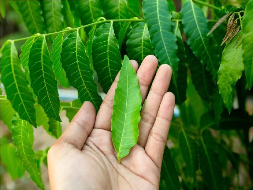 *এই রাশির জাতক জাতিকাদের জন্য বেশি উপকারী: সব রাশির জাতক জাতিকারাই ঘরের বাইরে নিম গাছ লাগিয়ে পূজা করলে বিশেষ উপকারিতা পান। তবে জ্যোতিষশাস্ত্রে, শনিকে মকর এবং কুম্ভ রাশির অধিপতি হিসাবে বিবেচনা করা হয়। তাই, শনিদেবের পূজা করলে এই রাশির জাতক জাতিকারা বিশেষ সুবিধা পান। শনিদেবকে খুশি রাখার জন্য এঁদের বাড়ির বাইরে নিম গাছ লাগানো অবশ্য কর্তব্য। সংগৃহীত ছবি।
