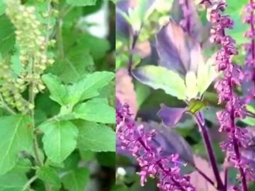 শ্রী তুলসি নাকি কৃষ্ণ তুলসি? কোন গাছ বাড়িতে রাখলে কী কী হয় ? সম্পদ ও সৌভাগ্য উপচে পড়ে?