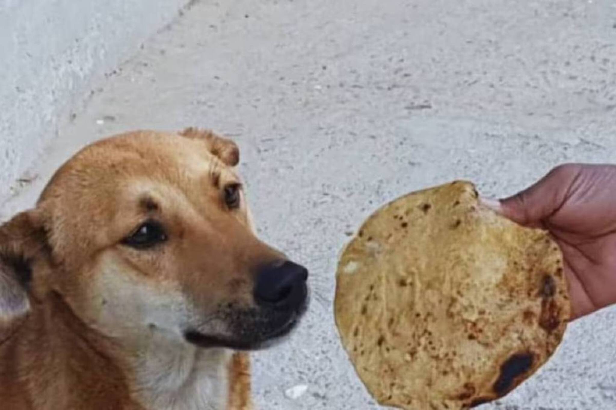 কুকুরকে রোজ রুটি-বিস্কুট খাওয়াচ্ছেন? জীবনে এর কত বড় প্রভাব পড়ছে, কী বলছে বাস্তুশাস্ত্র