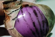 Onion: পেঁয়াজের গায়ে কালো-কালো দাগ! সেটাই খাবারে দিচ্ছেন! আসলে এগুলি কী জানেন, সাবধান