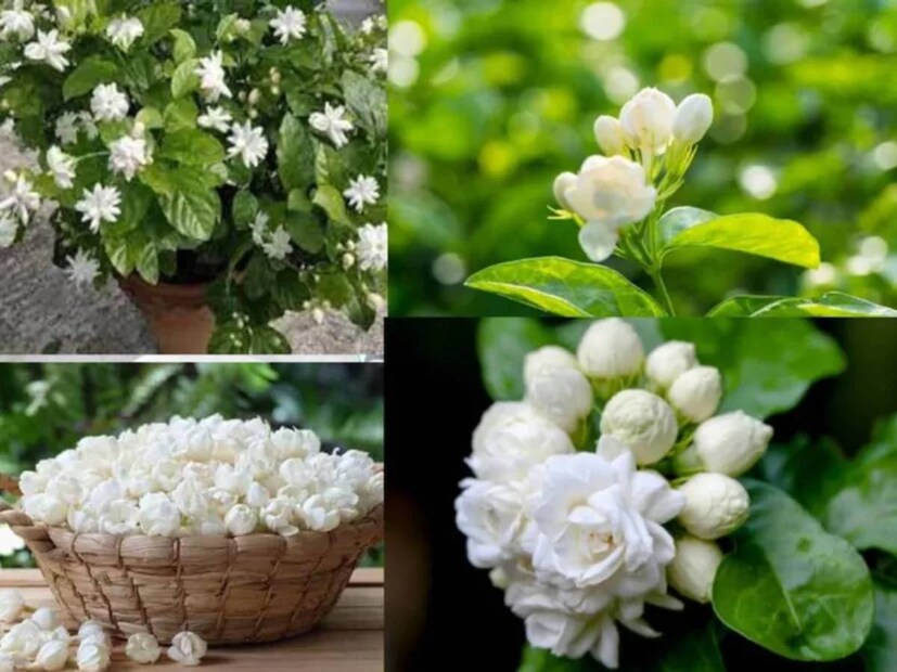  প্রখর গরমের অসহনীয় কষ্টে আরাম ও প্রশান্তি এনে দেয় জুঁই ও বেলফুলের গন্ধ। বাড়িতে এই দুই ফুলের বা দু’টির মধ্যে যে কোনও একটি থাকলে সন্ধ্যায় মিষ্টি গন্ধে মাতোয়ারা হয়ে যেতে হয়।