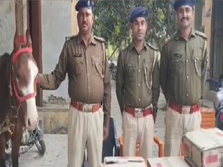 আপাতত শ্রীঘরে ঠাঁই ‘অভিযুক্ত’ ঘোড়া দু’টির