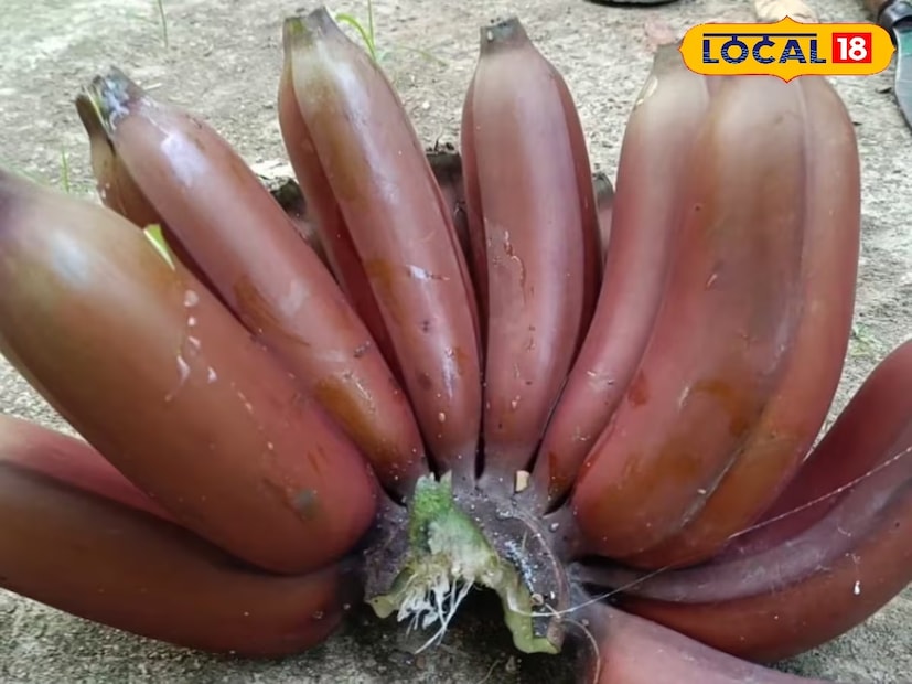 উত্তর ২৪ পরগণা: একটি কলা ৫০০ গ্রাম! বসিরহাটের চাষির সাফল্যে সাড়া। বাজারে আমরা যেসব কলা দেখে অভ্যস্ত, সেগুলোর ওজন সাধারণত ২০০ থেকে ২৫০ গ্রামের মধ্যে হয়ে থাকে। কিন্তু উত্তর ২৪ পরগণার বসিরহাটের এক চাষি এমন এক ধরনের কলা ফলিয়েছেন। যার এক একটি ফলের ওজন হতে পারে ৫০০ গ্রামেরও বেশি!বসিরহাট মহকুমার মৈত্রবাগান কলবাড়ি এলাকার বাসিন্দা অরবিন্দ মন্ডল নিজের বাড়িতেই এই কলার চাষ করেছেন।