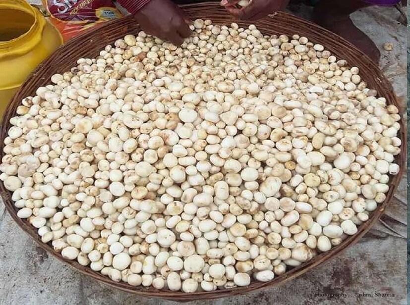 *প্রতি কেজি রুগদার দাম ৩০০ থেকে ১০০০ টাকা পর্যন্ত। চাহিদার ওপর নির্ভর করে এই দামের তারতম্য হয়। ঝাড়খণ্ড ছাড়াও এটি উত্তরাখণ্ড, ওড়িশা এবং পশ্চিমবঙ্গেও অল্প পরিমাণে পাওয়া যায়। এটি মোট ১২টি ভেরিয়েন্টে পাওয়া যাচ্ছে। এর মধ্যে সাদা রুগদাকে সবচেয়ে স্বাস্থ্যকর বলে মনে করা হয়।