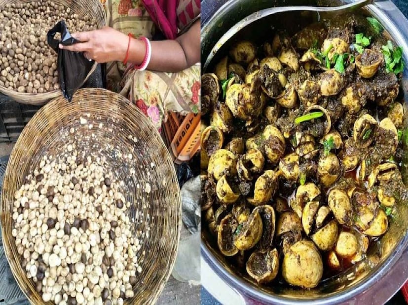 *রুগদা কেউ চাষ করে না। ঝাড়খণ্ডের শাল গাছের তলায়, এটি কেবল বর্ষাকালে প্রাকৃতিকভাবে বৃদ্ধি পায়। এই মাশরুম জুলাই এবং আগস্ট মাসে প্রচুর পরিমাণে পাওয়া যায়। আদিবাসী মহিলারা ঘণ্টার পর ঘণ্টা পরিশ্রম করেন বুন্দু, তামার ও পিতাউরিয়া এলাকার জঙ্গলে এটি সংগ্রহ করার জন্য।