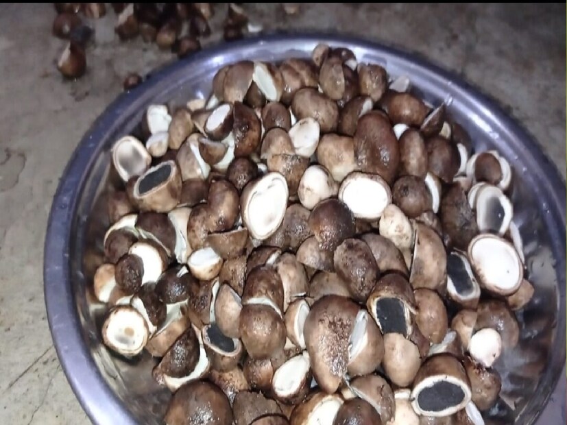 *স্বাস্থ্য উপকারিতাঃ রুগদা বিভিন্ন স্বাস্থ্য সমস্যার জন্য প্রাকৃতিক চিকিত্সা হিসাবে কাজ করে। হাঁপানি, কোষ্ঠকাঠিন্য ও চর্মরোগের চিকিৎসায় চমৎকার কাজ করে। অধ্যয়নগুলি পরামর্শ দেয় যে রুগদা ক্যানসারের মতো গুরুতর রোগ প্রতিরোধ এবং চিকিৎসার ক্ষেত্রেও কার্যকর হতে পারে।